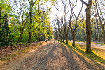 Obraz premium fresh green forest with sunlight