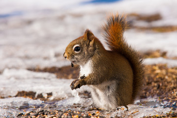 Red squirrel