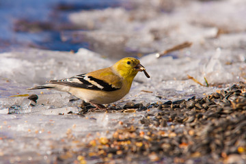 Gold finch