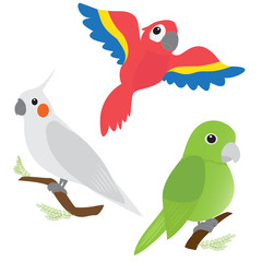 Set of cartoon parrots