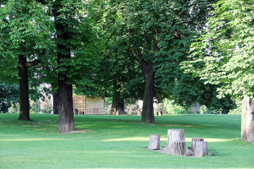 park with green trees and stumps