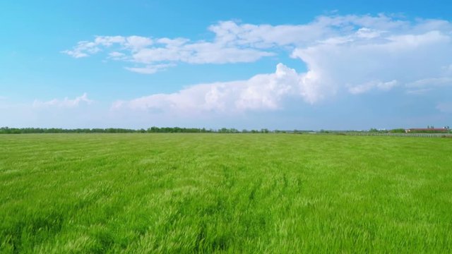 Flying over Large Green Wheat Fields at Farm 