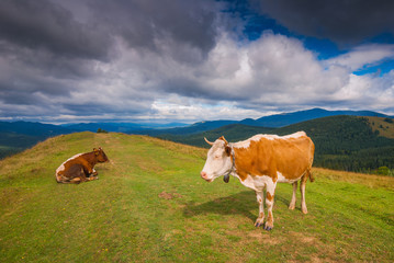 Fototapeta na wymiar Two cows graze in a Carpathian meadow