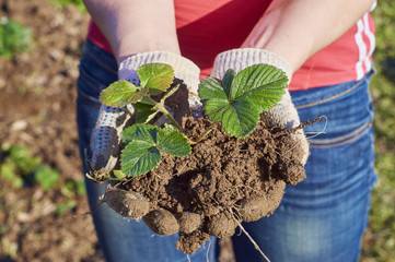 Woman showing a strawberry seedling before planting holding it in her hands      