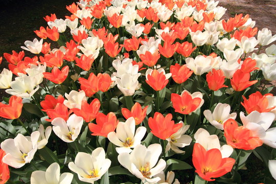tulipani fioriti