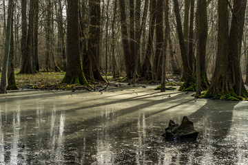 trees casting shadows on swamps during sunset
