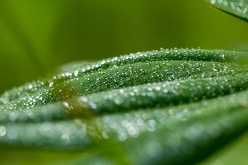 Close up of water droplets on leaf