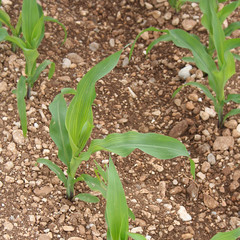 giovani piante di mais o granoturco nel campo in primavera