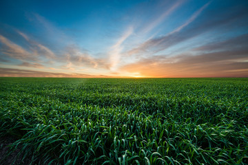 Green field of wheat at sunrise