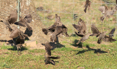 Female redwing blackbirds in flight and on the ground during spring migration