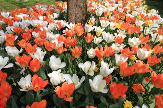tulipani fioriti