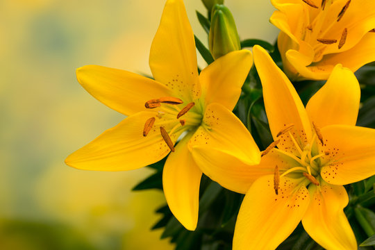 Fototapeta Lily yellow flower with buds on a gray background.