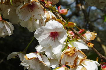 The last of the spring cherry blossom