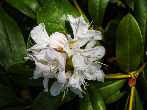 White Rhododendron growing in the shade