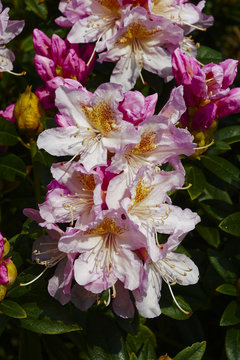 Pink rhododendron in close-up