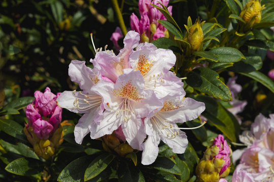 Pink Pearl rhododendron