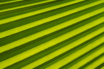 macro of green leaf background texture