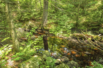 Forest detail in Algonquin Park Ontario