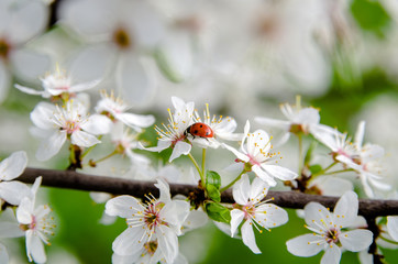Naklejka premium a ladybug on a branch in spring cherry blossoms