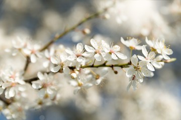 Spring Blooming