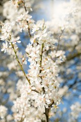 Spring Blooming