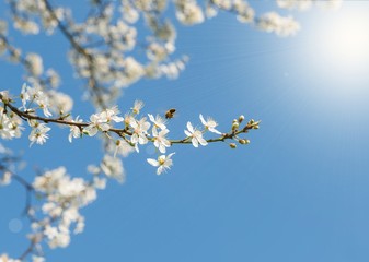 Spring Blooming