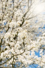 Spring Blooming