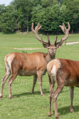 Two elk, one rack.