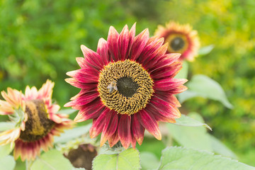 Flower red sunflower is pollinated by bees