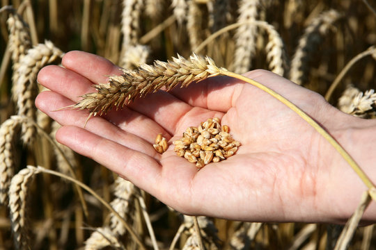 A wheat field and a female hand holding wheat and a wheat stalk.
