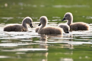 Beautiful swan cubs at the pond. Beautiful natural colored background with wild animals