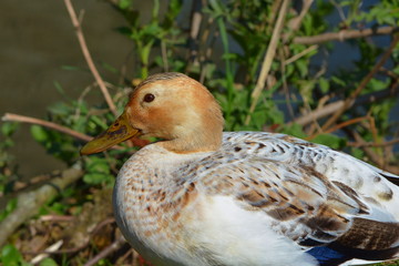 Stockente