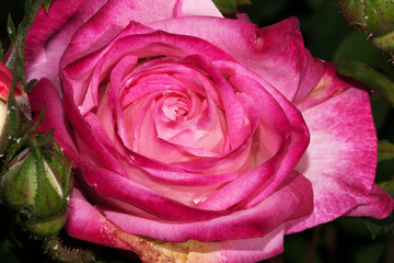 Fototapeta na wymiar Peppermint Pop Rose