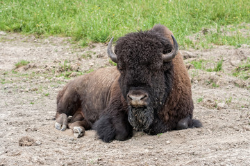 Fototapeta premium Bison relaxing in the dirt.