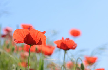 wild poppy flowers