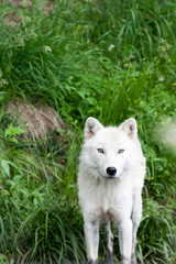 Naklejka na ściany i meble Arctic wolf surrounded by green grass.