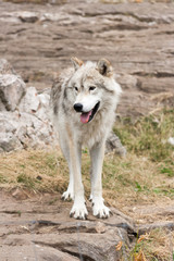 Obraz na płótnie Canvas Gray and white , captive, arctic wolf.