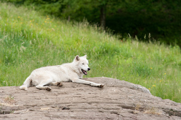 Obraz na płótnie Canvas Captive arctic wolf laying on a rock.
