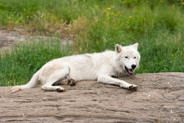 Naklejka na ściany i meble Lazy days of summer. Arctic wolf.