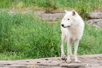 Fototapeta premium Captive arctic wolf standing on a rock looking to his right.