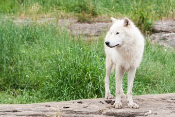 Captive arctic wolf standing on a rock looking to his right.