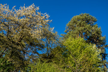 Obraz na płótnie Canvas Blühende Bäume im Frühling