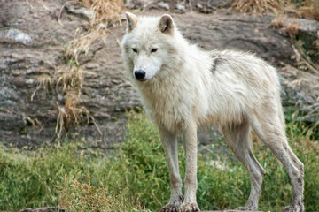 Arctic Wolf.