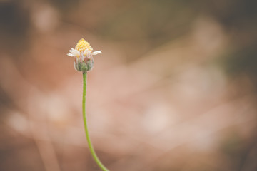 Yellow grass flower on bokeh background, vintage