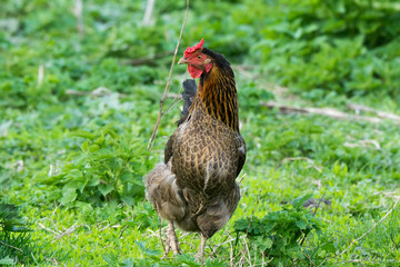 chicken in a meadow