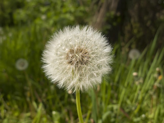 Dandelion