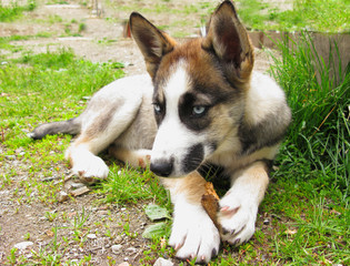Husky puppy