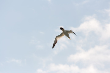 Northern gannet in flight with nesting material in beak.
