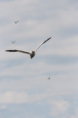 Northern gannet flying towards the camera.