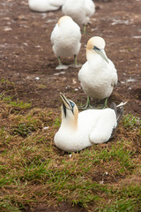 Northern Gannet on nest.